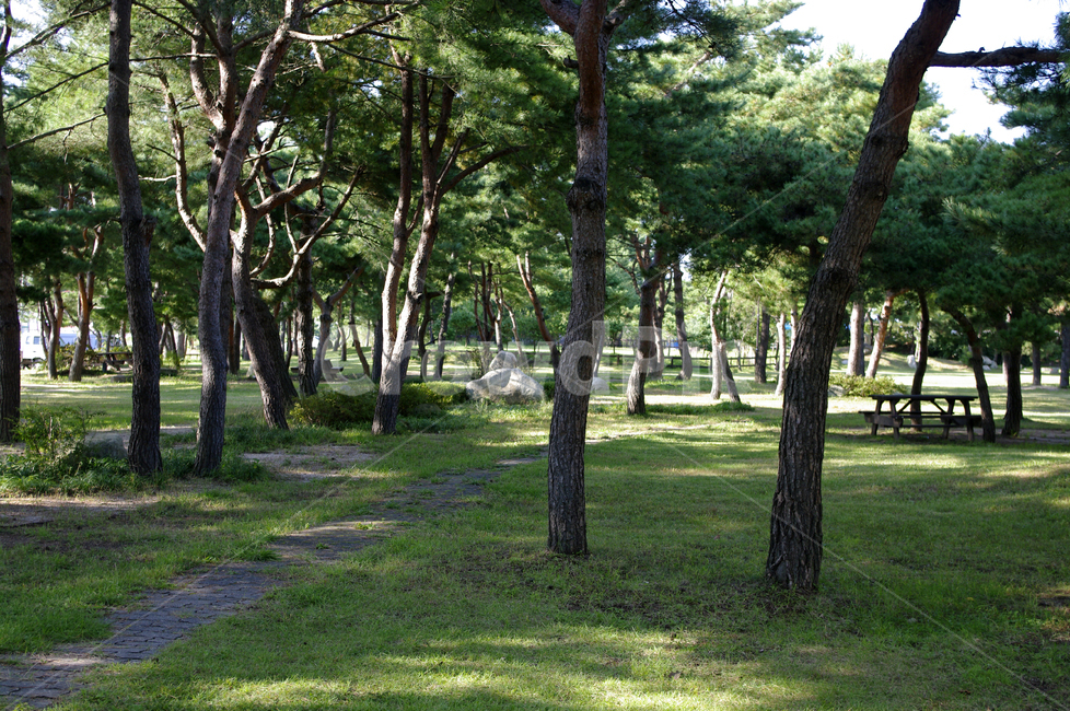 나무,풍경,숲,소나무,식물,plant,자연,풍경,nature,landscape,tree,tree trunk,나무 줄기,woodland,삼림지,outdoors,옥외,vegetation,초목,forest,land,땅