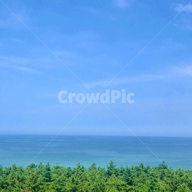 여름,바다,하늘,나무,수평선