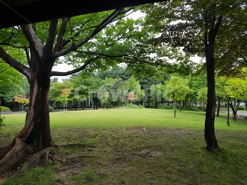 대전,공원,숲,자연경관,힐링