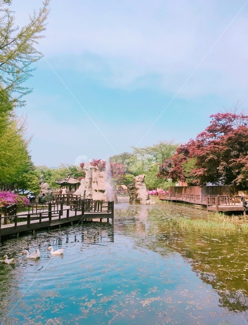 남이섬,연못,봄,호수,자연,섬,나무,풀,물,오리,나뭇잎,아름다운,풍경,맑은하늘,연못가,봄내음,자연,풍경,nature,landscape,한국자연풍경,한국자연경관,korea nature landscape,water,outdoors,옥외