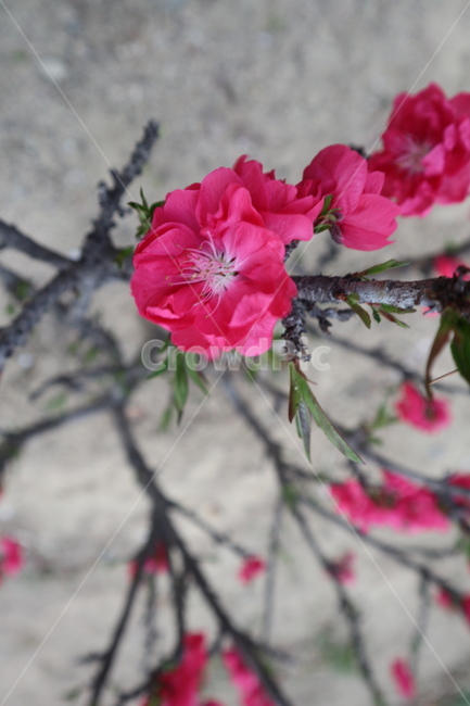 봄꽃,꽃,꽃나무,핑크꽃,분홍꽃,핫핑크,핑크,분홍,봄,계절,spring,season,식물,자연,plants,nature,꽃,flower,geranium,제라늄,blossom,plant