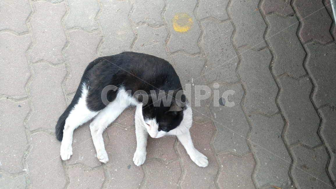 고양이,길고양이,cat,애완동물,검은고양이