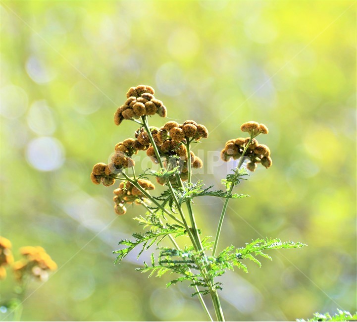 식물,자연,아웃포커스,접사,노랑꽃,아름다움,식물,자연,plants,nature,꽃,flower