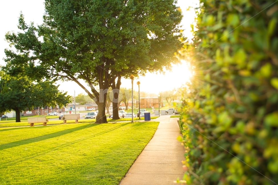 햇빛,노을,잔디,풀,나무,야외,옥외,outdoors,grass,sunset,sunshine,tree