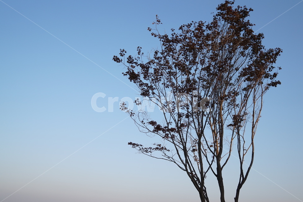 자연,나무,풍경,하늘,가을,식물,자연,plants,nature,나무,trees,wood