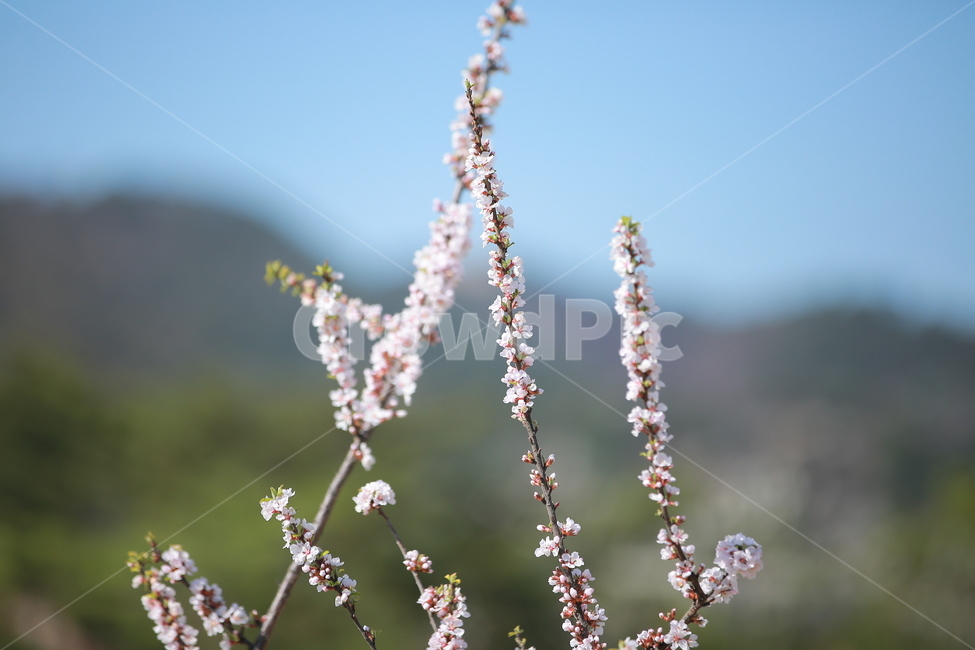 벚꽃,봄,새싹,하늘,벚꽃놀이,꽃,맑음,오막삼,캐논,5dmark3,봄,계절,spring,season,식물,자연,plants,nature,꽃,flower,plant