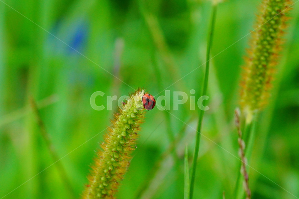 plant,식물,blossom,petal,무당벌레,식물,자연,plants,nature