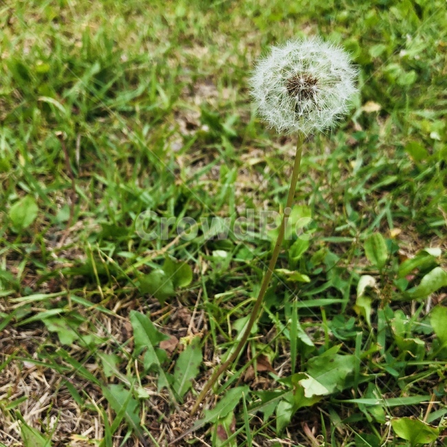민들레,plant,식물,민들레홀씨,홀씨,자연,들꽃,씨앗,봄꽃,야생화,꽃,flower