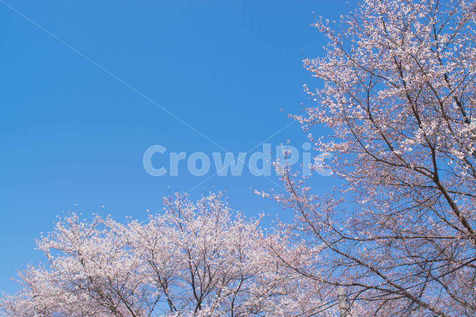 봄,벚꽃,분홍,봄날,봄날씨,봄,계절,spring,season,plant,식물,tree,나무
