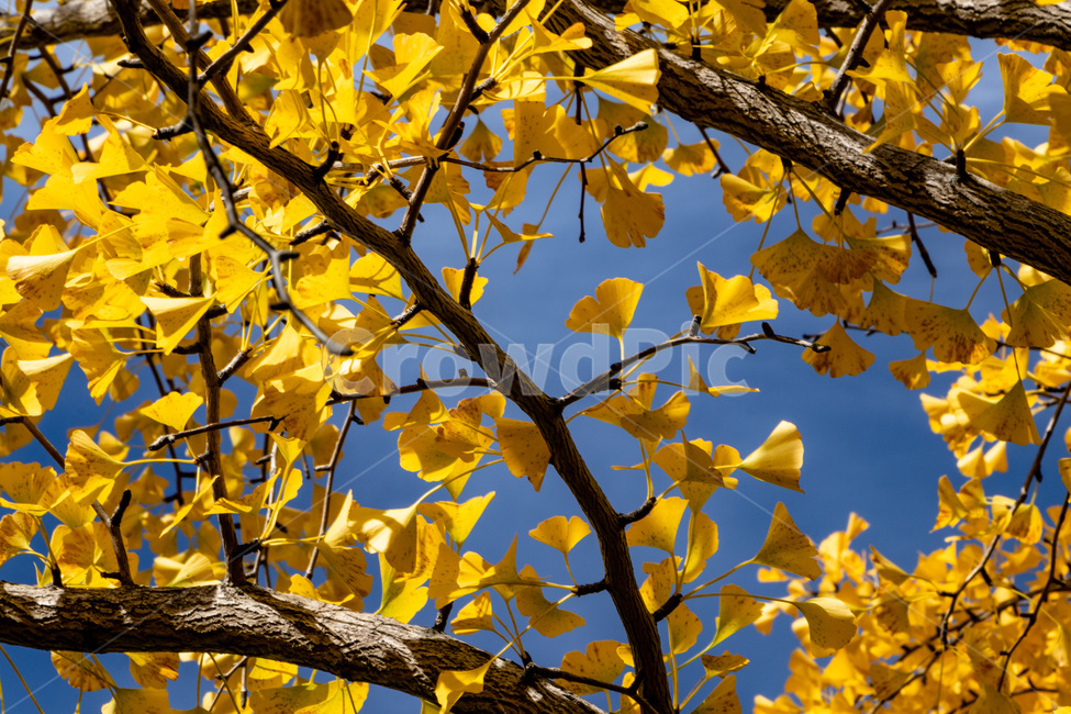 홍천은행나무숲,은행나무숲,은행나무,가을,노란은행나무,가을,계절,fall,autumn,season,leaf,잎,plant,식물,tree,나무