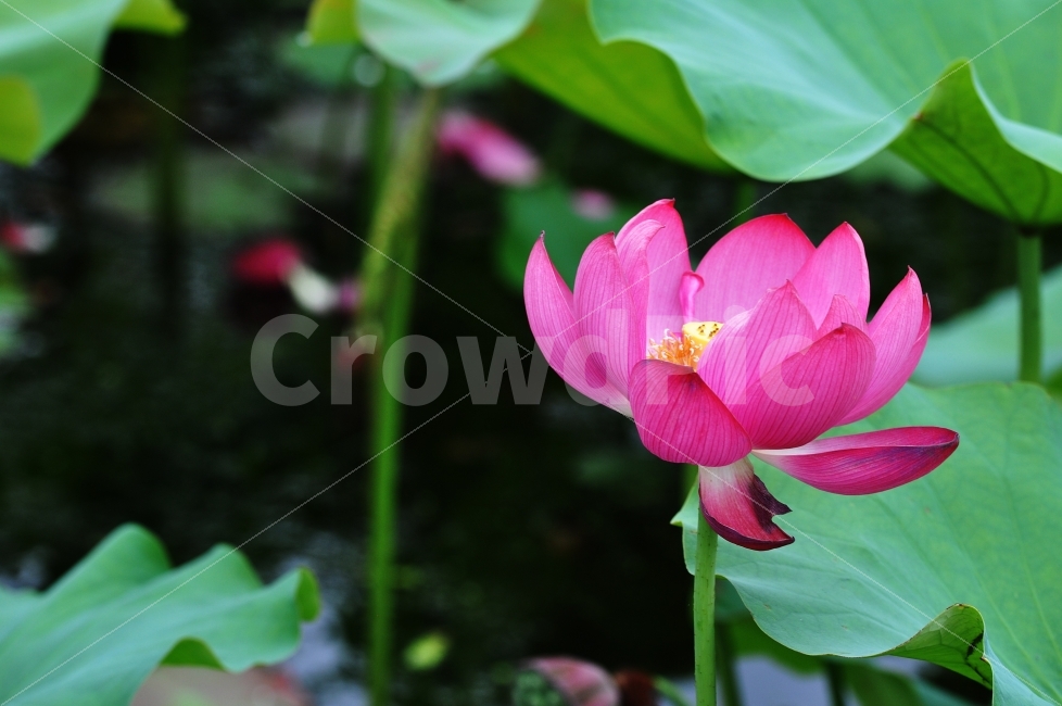 연꽃,우아,우아함,분홍,꽃,꽃사진,식물,자연,plants,nature,꽃,flower