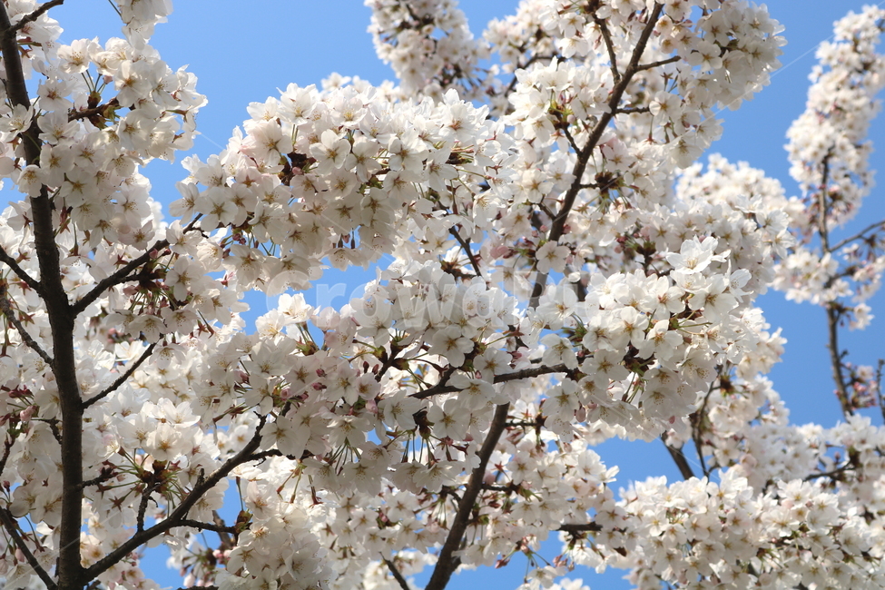 벚꽃,벚꽃나무,벚나무,꽃,나무,식물,장미과,봄,자연,흰꽃,봄,계절,spring,season,식물,자연,plants,nature,꽃,flower,plant,blossom,cherry blossom