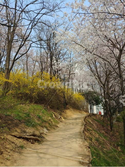 오솔길,길,봄,식물,나무
