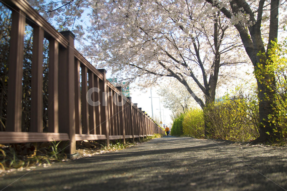 꽃,봄,벚꽃,봄꽃,하늘,봄,계절,spring,season,자연,풍경,nature,landscape,asphalt,아스팔트