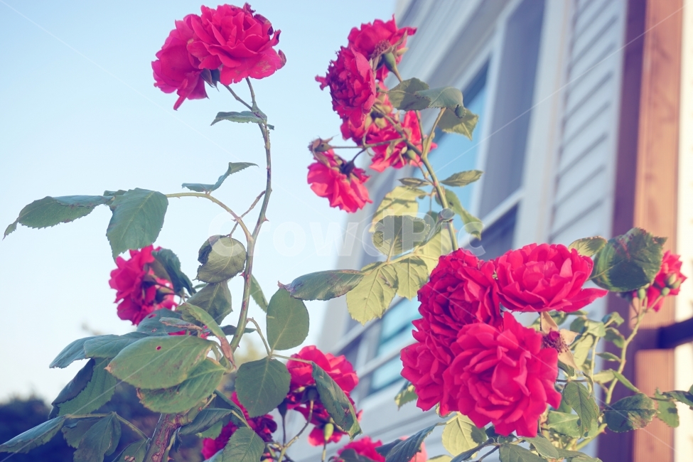 장미,가시,식물,자연,정원,창가,rose,flower,식물,자연,plants,nature,꽃,flower
