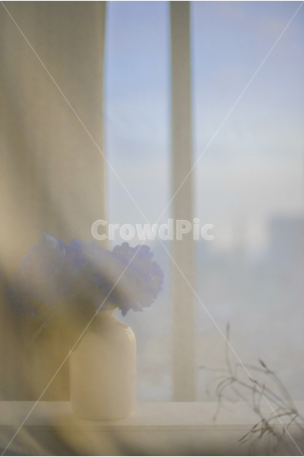 커튼,수국,꽃병,인테리어,창문,카페인테리어,카페,집,집인테리어,인테리어사진,은은함,감성,감성사진,화이트,따스함,실내용화초,화분,화초,house plant