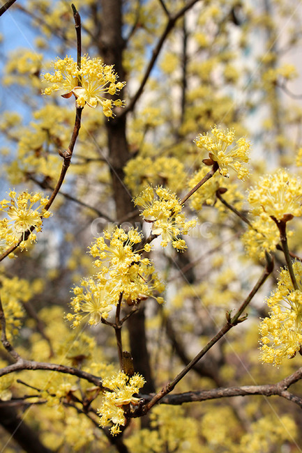 산수유,산수유꽃,봄꽃,봄,노란꽃,봄,계절,spring,season,식물,자연,plants,nature,꽃,flower,plant