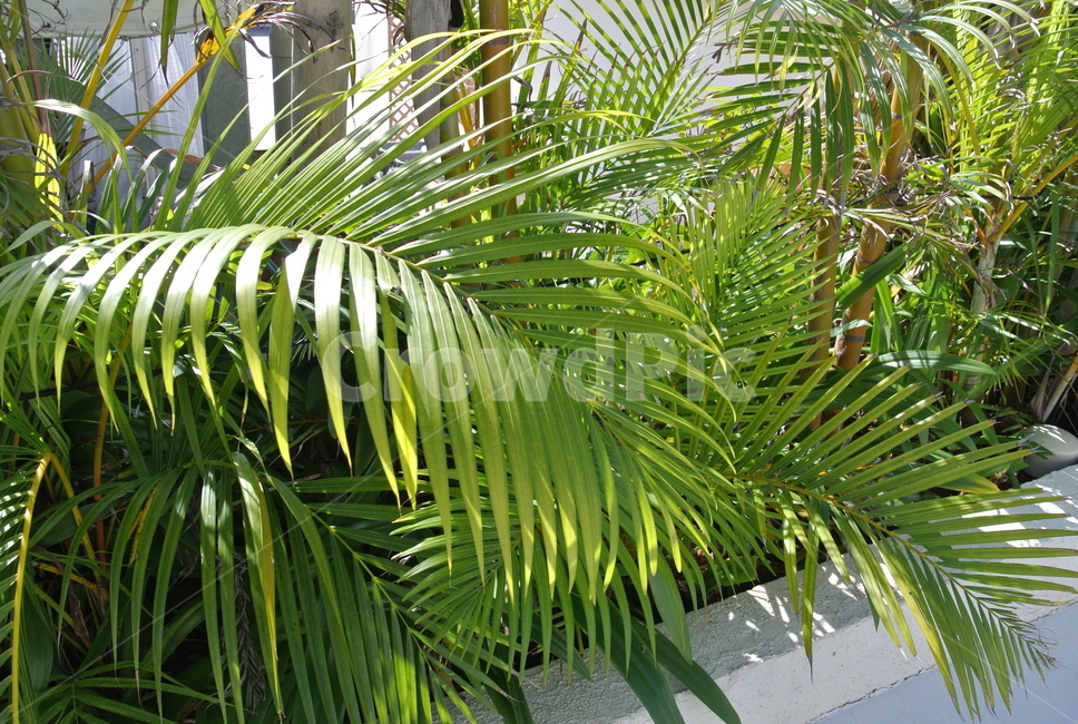 자연,야자수,트로피칼,풍경,nature,오키나와,okinawa,식물,트로피컬