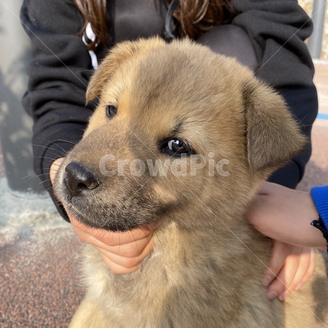 똥개,갈색강아지,길강아지,진돗개,강아지,dog,개,애완동물,pet,동물,animal,mammal,포유류,canine,puppy,동물,animal,포유류,mammal,개,강아지,dog,doggy
