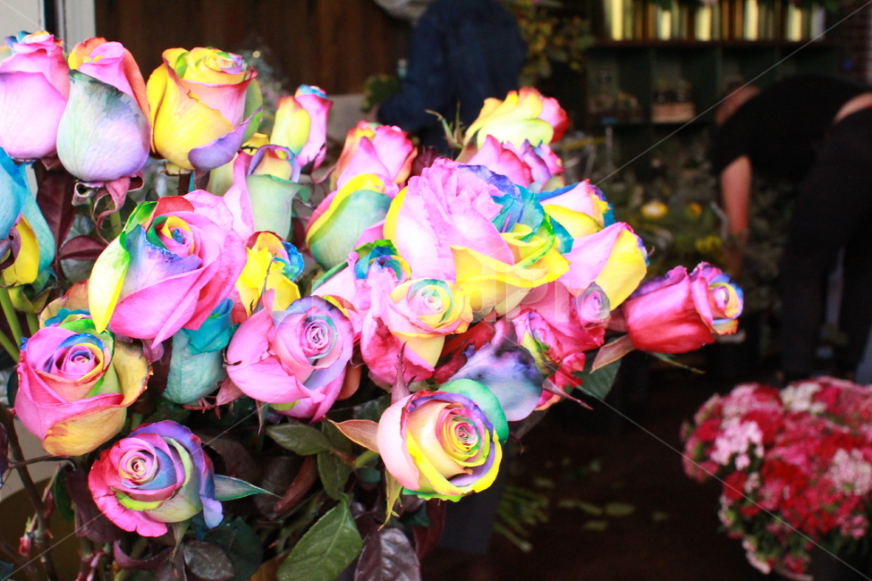 장미,꽃,무지개꽃,flower,rose,rainbow,알록달록,예쁨,beautiful,꽃,flower