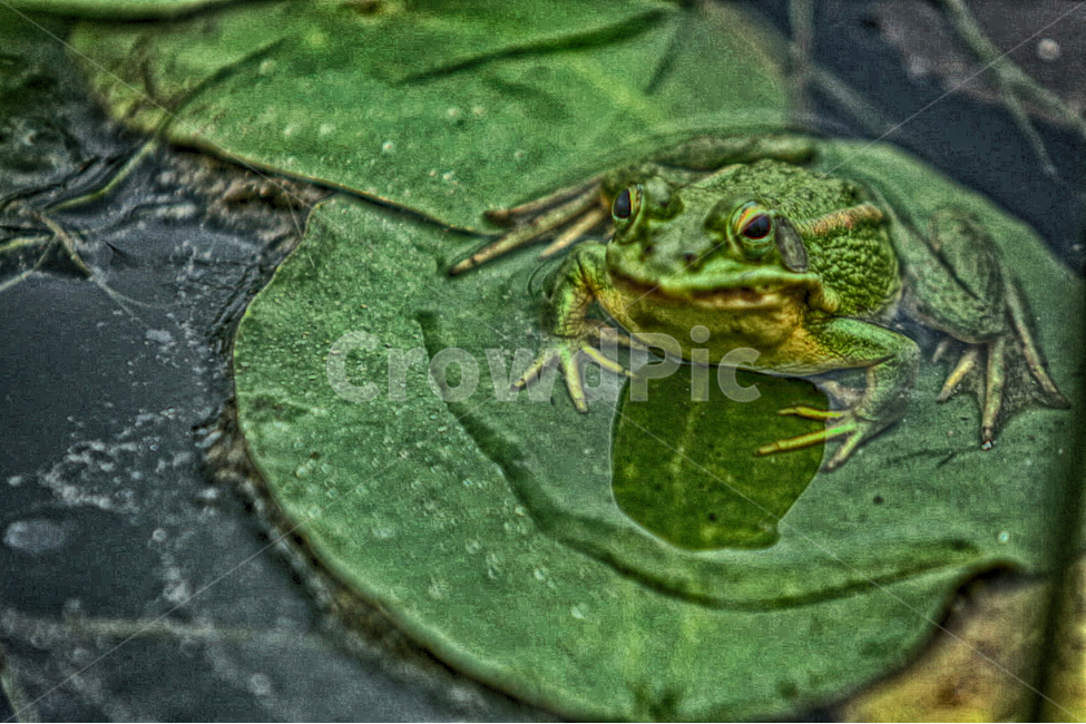 여름,연못,관곡지,summer,pond,개구리,flog,동물,animal,파충류,양서류,reptile,amphibian
