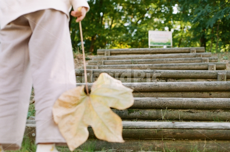 잎,계단,숲,사람,stairs
