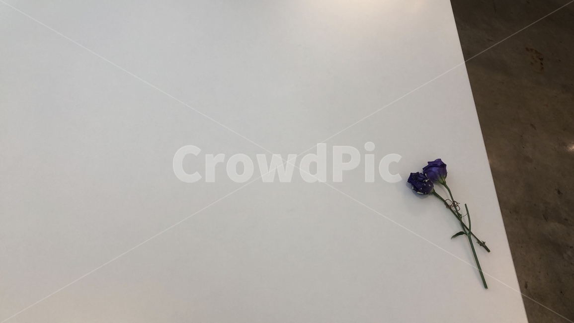 꽃,하얀색책상,작은꽃두개,보라색,purple