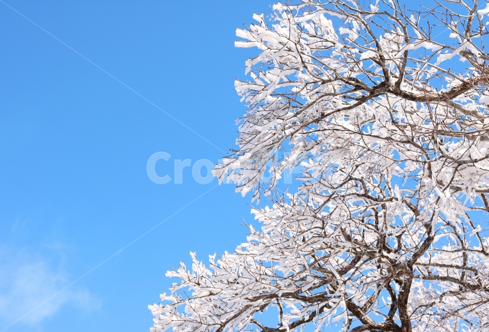 설경,눈,눈꽃,하늘,겨울,배경,경치,백그라운드,풍경,다울,겨울,계절,winter,season,식물,자연,plants,nature