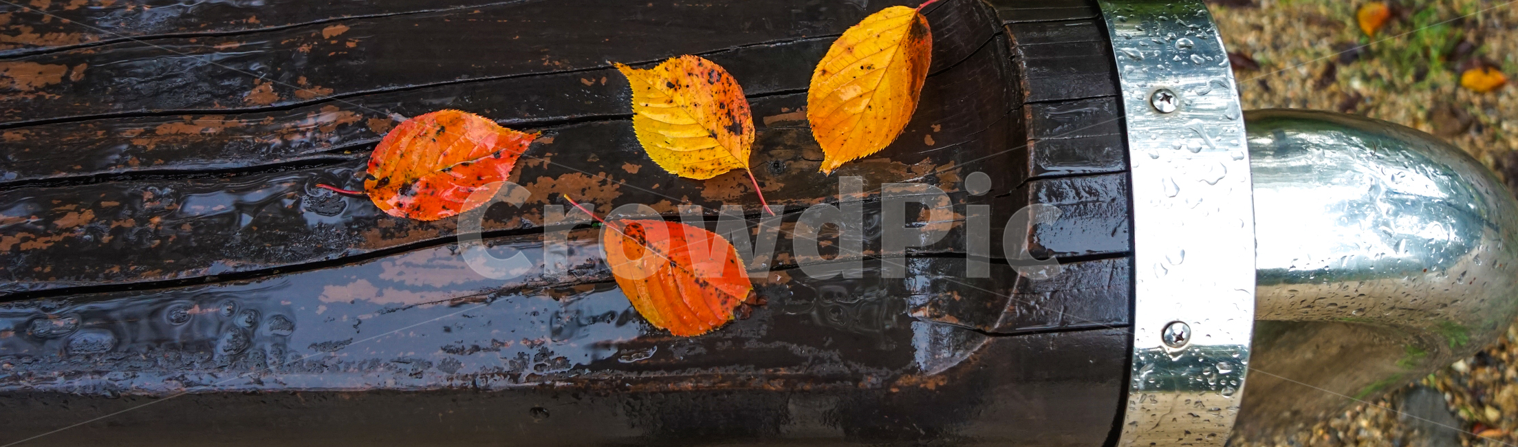 단풍,잎,잎파리,잎새,가을,비,낙엽,가을,계절,fall,autumn,season,비,비오는날,rain,rainy,leaf,plant,식물,veins,정맥