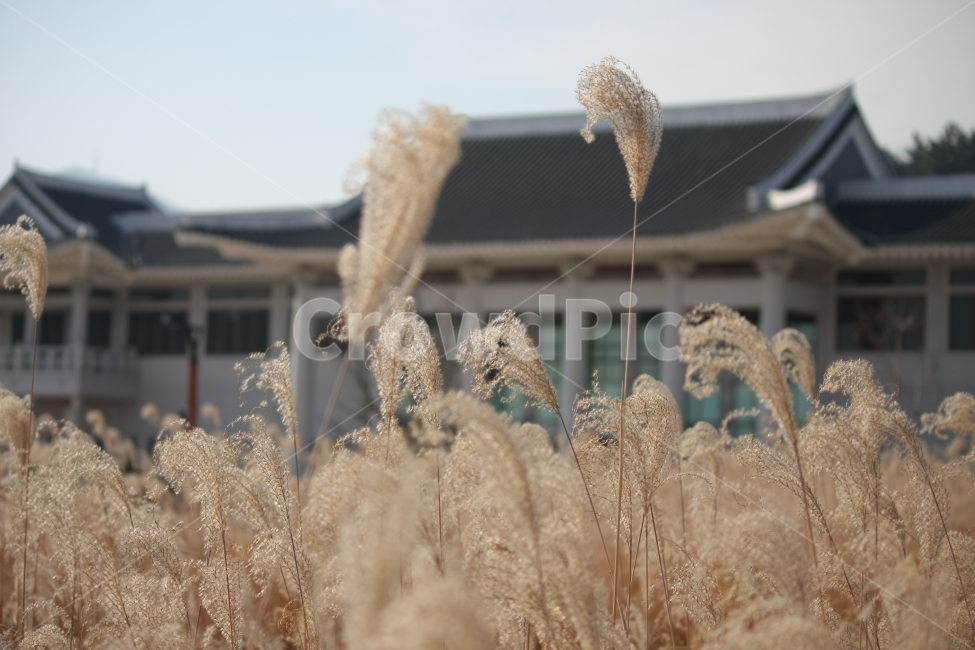 가을,풍경,갈대,억새,공원,가을,계절,fall,autumn,season,식물,자연,plants,nature,grass,잔디,plant,lawn,reed