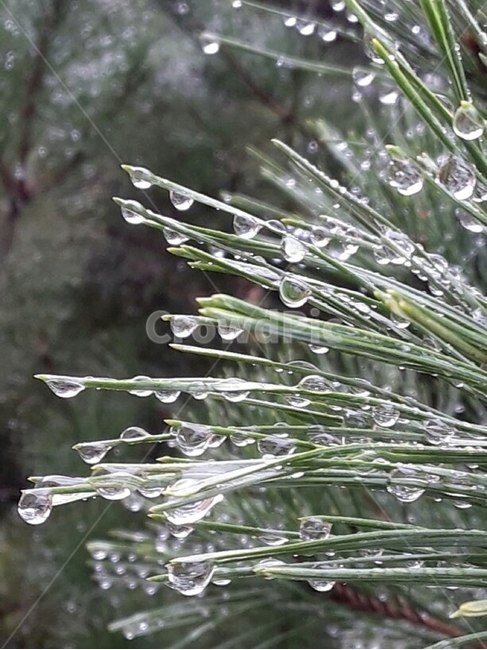 nature,자연,outdoors,옥외,빗물맺힘,식물,자연,plants,nature
