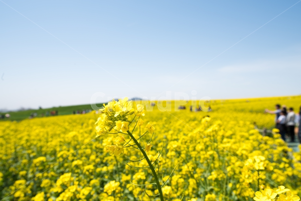 봄,유채,유채꽃,노랑,노란색,꽃,자연,농장,농원,하늘,spring,flower,yellow,farm,sky,꽃밭,풍경,봄,계절,spring,season,식물,자연,plants,nature,꽃,flower,field,들,outdoors,옥외,grassland,목초지