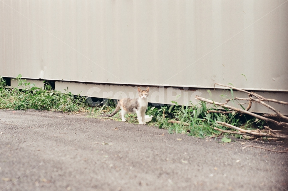 귀여움,야옹,반려동물,cats,mammals,animals,cute,meow,pets,mammal,포유류,cat,고양이,pet,abyssinian,동물,animal,아비시니안,manx,동물,animal,포유류,mammal,고양이,cat,kitten,kitty