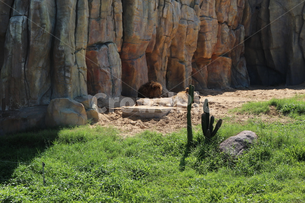사자,야생생물,animal,동물,mammal,포유류,lion,wildlife