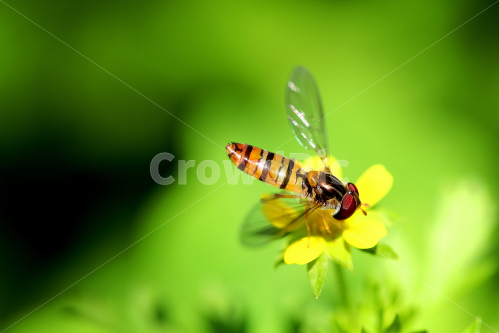 식물,꽃,야생화,들꽃,동물,곤충,식물,자연,plants,nature,꽃,flower,동물,animal,곤충,벌레,insect,bug