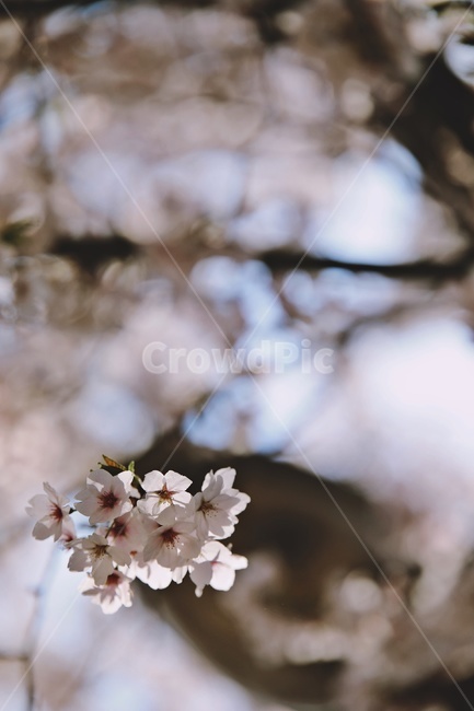 벚꽃,벚나무,cherryblossoms,flower,cherrytree,식물,자연,plants,nature,꽃,flower