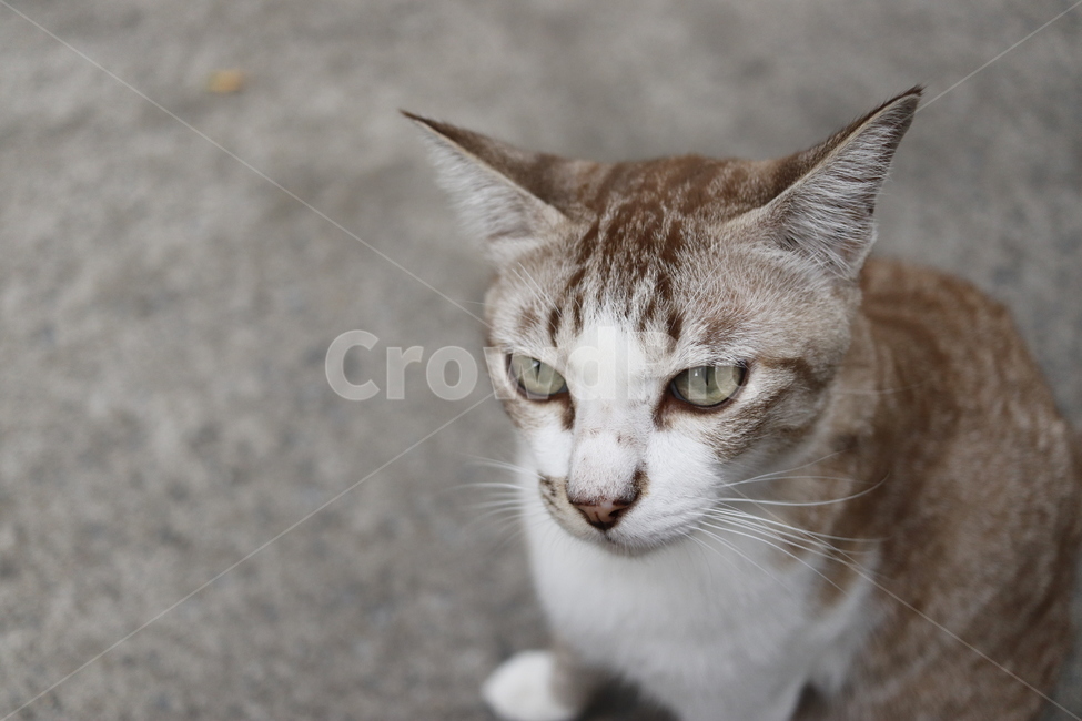 cat,고양이,mammal,포유류,animal,동물,길고양이,동물,animal,포유류,mammal,고양이,cat,kitten,kitty
