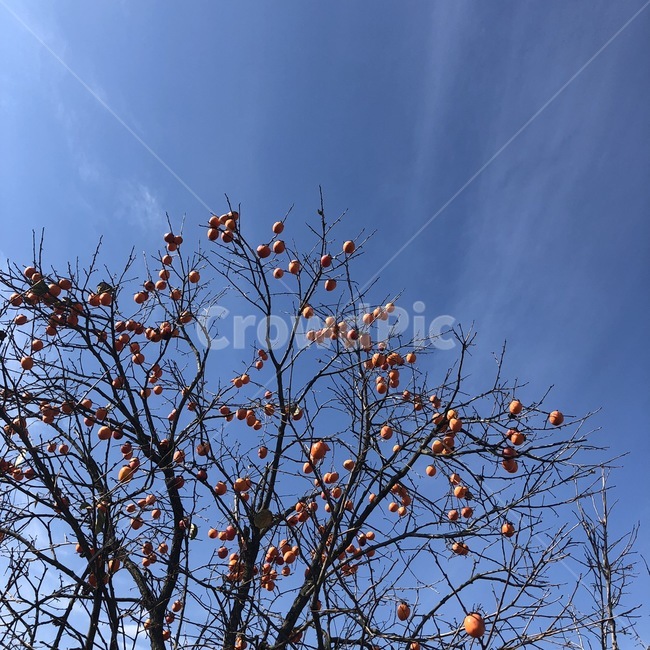 하늘,가을,구름,나무가지,감,나무,가을하늘,겨울하늘,풍경,sky,cloud,tree,식물,자연,plants,nature,과일,열매,fruit