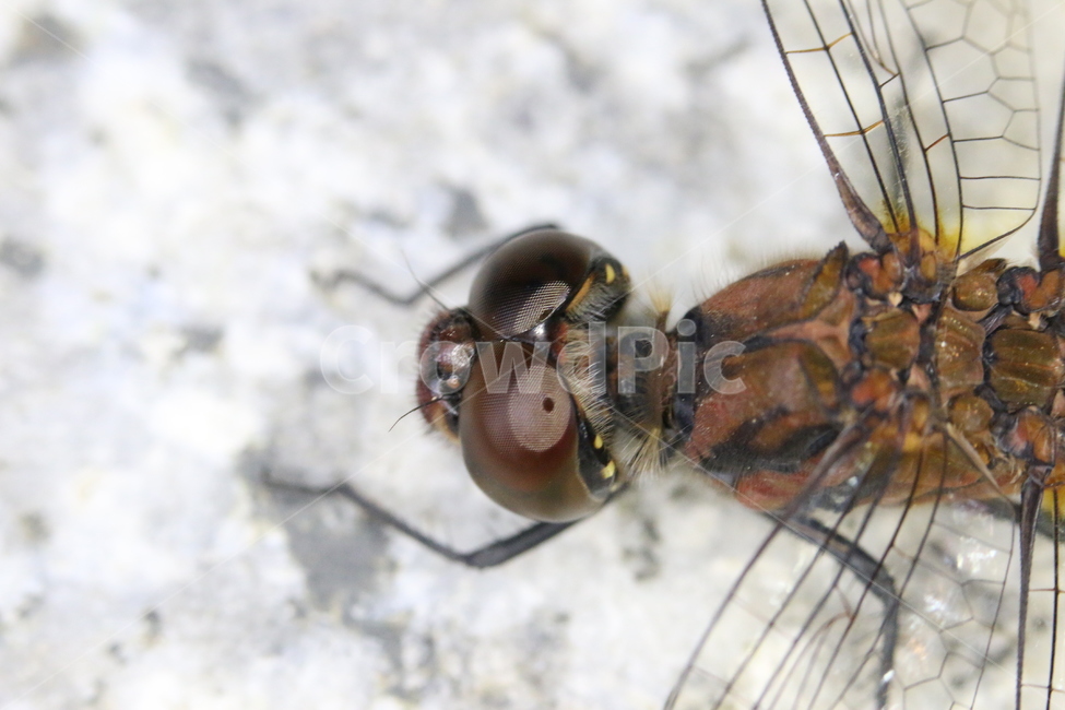 잠자리,접사,곤충,잠자리접사,잠자리확대,곤충확대,클로즈업,dragonfly,곤충접사,잠자리눈,잠자리날개,곤충날개,곤충눈,곤충,벌레,insect,bug