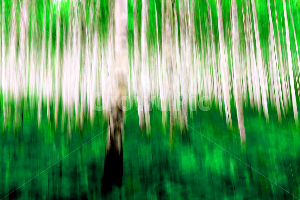 자작나무숲,자작나무,원대리,인제,자연,풍경,식물,자연,plants,nature,나무,trees,wood