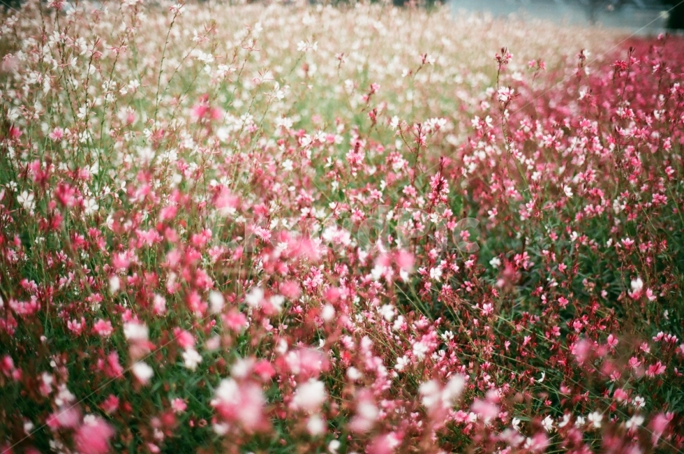 꽃,분홍,분홍꽃,아련,몽환,회상,필름,꽃밭,훼손,식물,자연,plants,nature,꽃,flower,감성,sensible,feeling