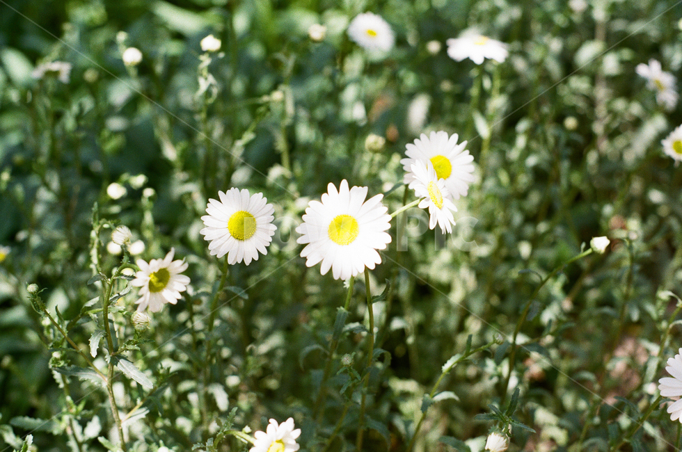 감성사진,필름카메라,식물,필름,꽃,식물,자연,plants,nature,꽃,flower