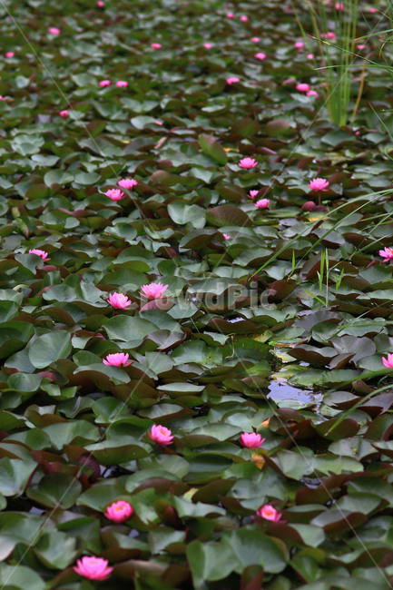 연꽃,lotus,plant,식물,blossom,꽃,flower,식물,자연,plants,nature