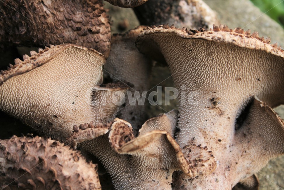 능이버섯,향버섯,담자균류,사마귀버섯목,능이버섯과,야생버섯,식용버섯,버섯,mushroom