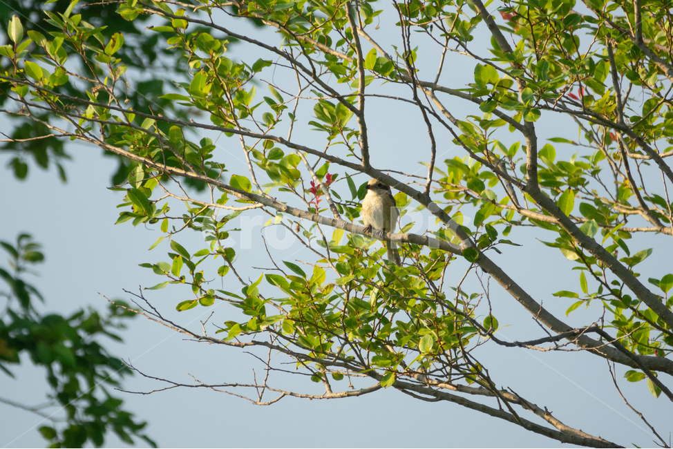 bird,새,탐조,조류,텃새,철새,동물,animal,조류,새,birds