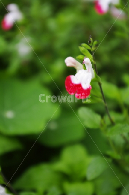 꽃,flower,계절,봄,spring,식물,plant,자연,nature,식물,자연,plants,nature,꽃,flower