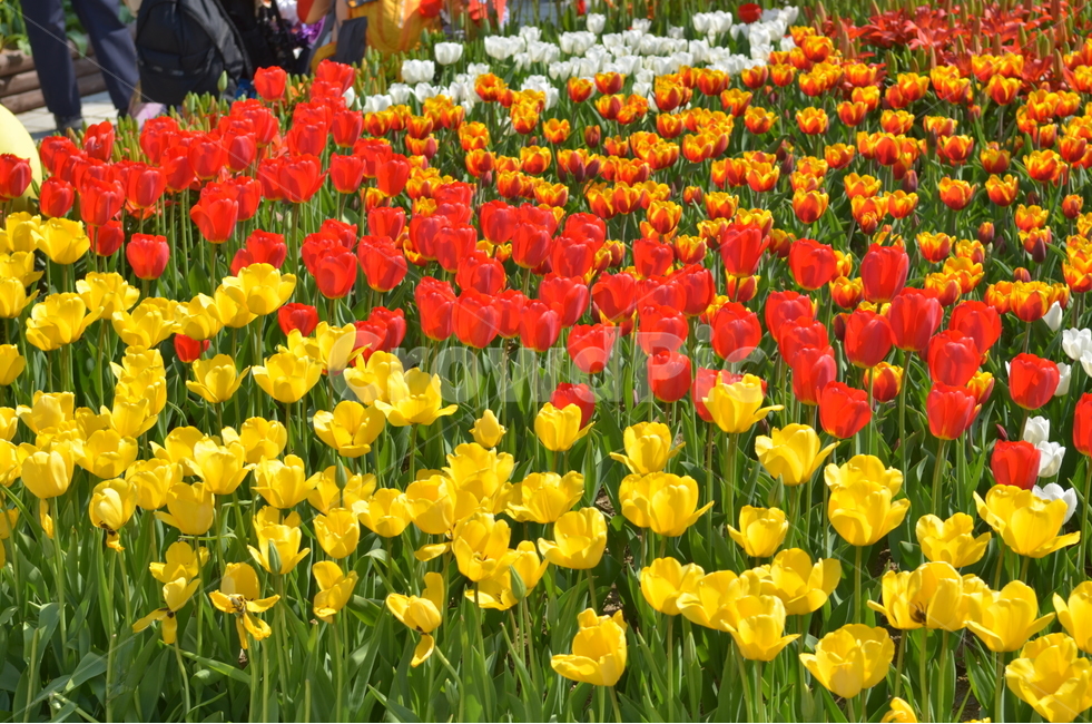 봄,꽃,튤립,빨강,노랑,봄,계절,spring,season,식물,자연,plants,nature,꽃,flower,plant,blossom