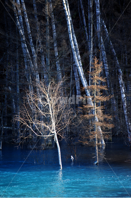 일본,홋카이도,비에이,청의호수,아오이케,호수,나무,자연,풍경,nature,landscape,해외,외국,세계,foreign,oversea,world,세계자연풍경,해외자연풍경,외국자연풍경,world nature landscape,식물,plants,나무,trees,wood,색깔,색상,색채,색감,color sense,color sensitivity,feeling of color,outdoors,옥외,ice,빙