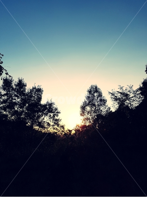 나무,숲,하늘,파란,녹색,자연,배경,실루엣,그림자,silhouette,shadow