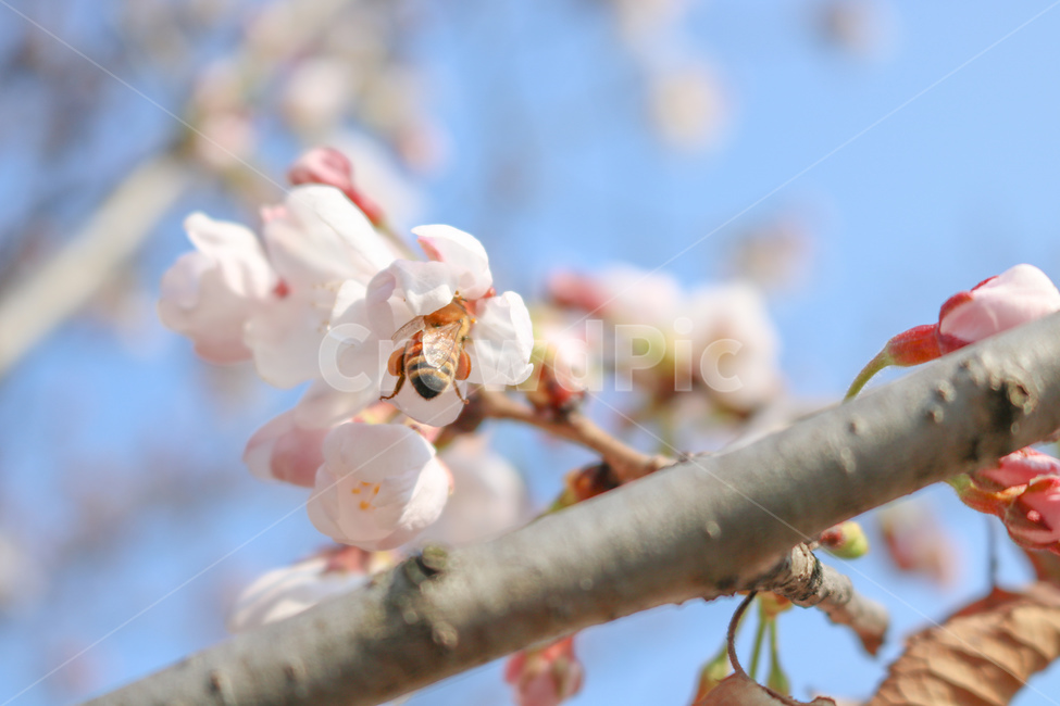벌,벚꽃,벚나무,봄,꿀,자연,봄,계절,spring,season,식물,자연,plants,nature,꽃,flower,plant,bee,invertebrate,무척추 동물,animal,동물,insect,곤충